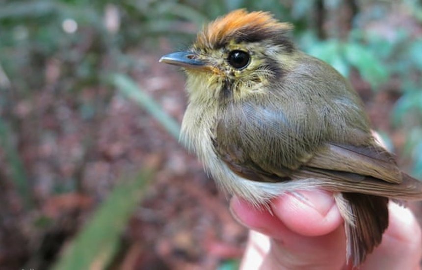 [Aquecimento global está alterando tamanho de pássaros da Amazônia, indica estudo]