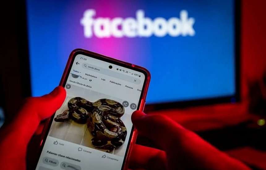 [Facebook é multado em R$ 10 mi após ignorar tráfico ilegal de animais na rede]